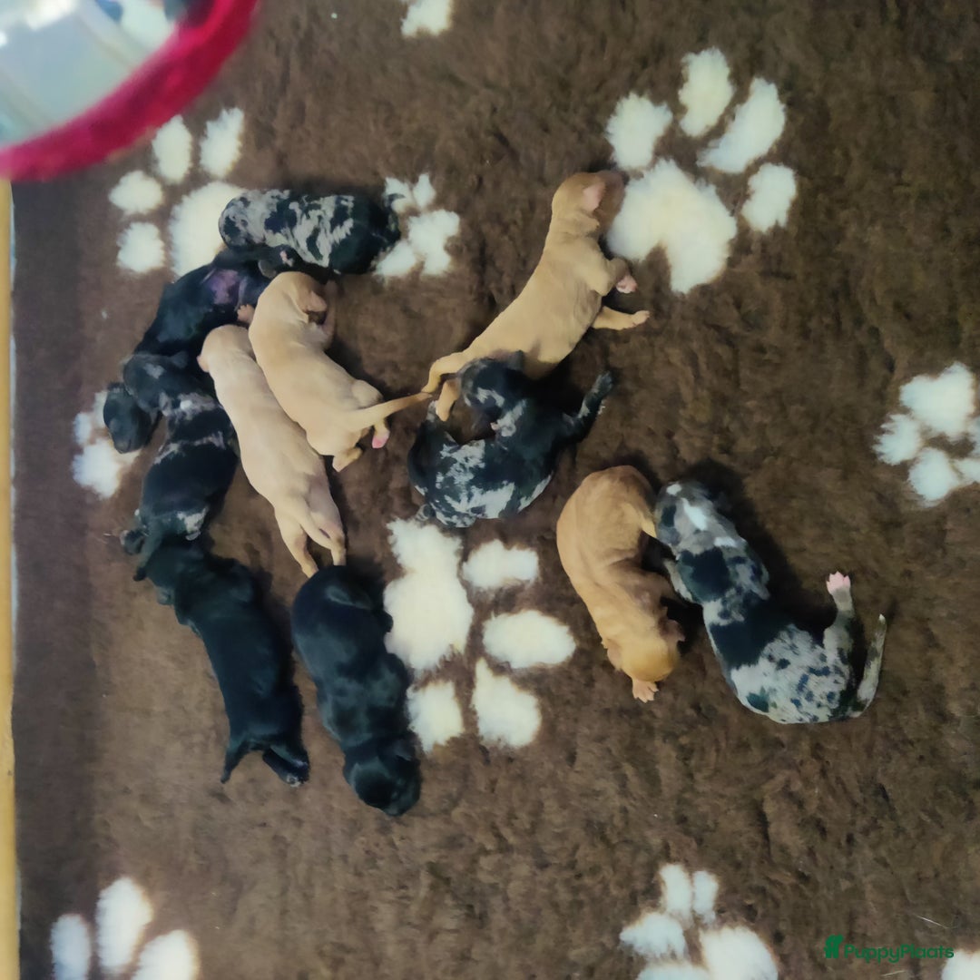 Labradoodle honden te koop: Prachtige medium labradoodle pups - Afbeelding 12