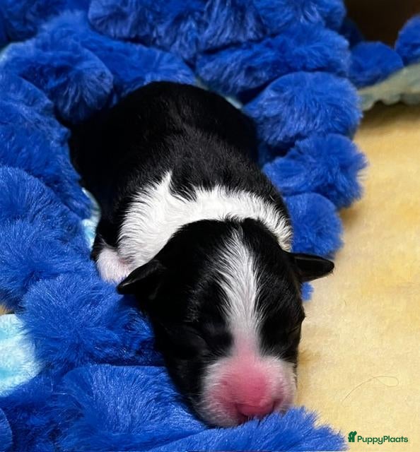 Border Collie honden FCI stamboom Border Collie pups - Advertentie 2