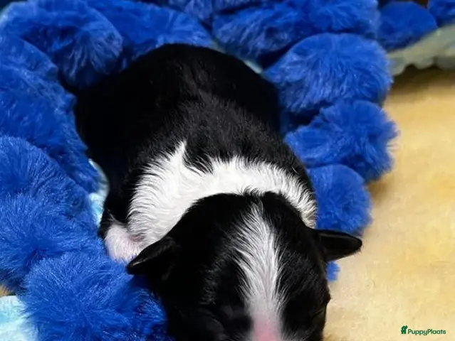 Border Collie honden FCI stamboom Border Collie pups - Advertentie 2