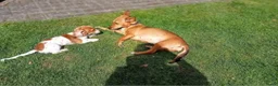 Kruising honden te koop: Teckel kruising pups  - Advertentie 7