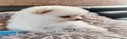 Pomeriaan honden te koop: Nog twee prachtige creme pomeranian puppys!❤️ - Advertentie 7