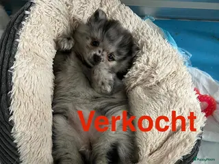 Pomeriaan honden Prachtige Pomeriaan pups - Advertentie 1