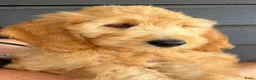 Goldendoodle honden te koop: Goldendoodle pups - Advertentie 2