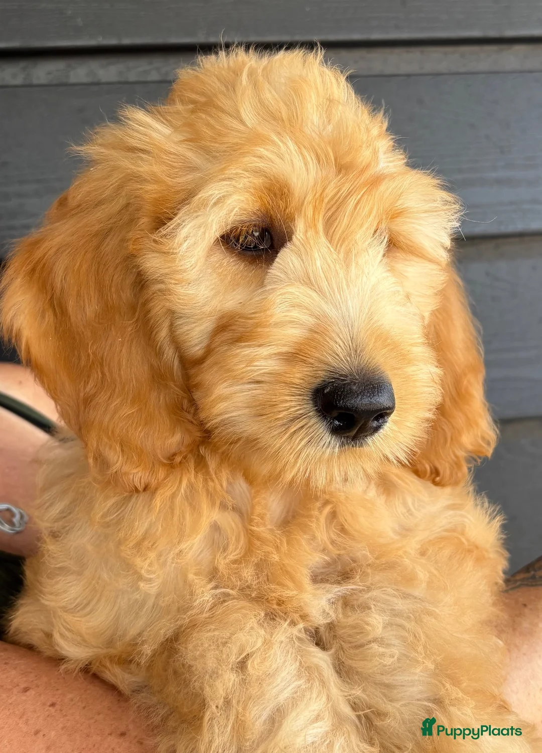 Goldendoodle honden te koop: Goldendoodle pups - Advertentie 2