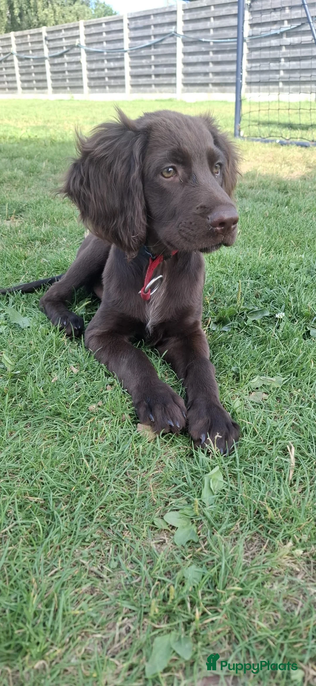 Duitse Staande Hond Langhaar honden te koop: Verwacht duitse staande Langhaar pups - Advertentie 15