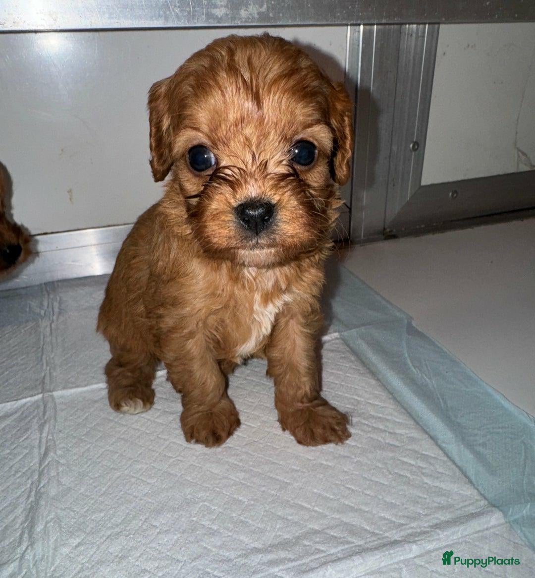 Cavapoo honden te koop: Schattige Cavapoo Puppy’s Klaar - Advertentie 1