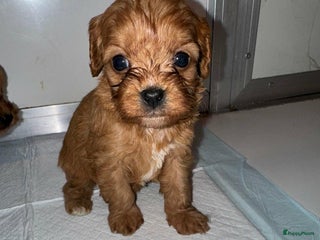 Cavapoo honden Schattige Cavapoo Puppy’s Klaar - Advertentie 1