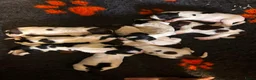 Engelse Springer Spaniel honden te koop: Engelse Springer Spaniel pups FCI stamboom - Advertentie 4