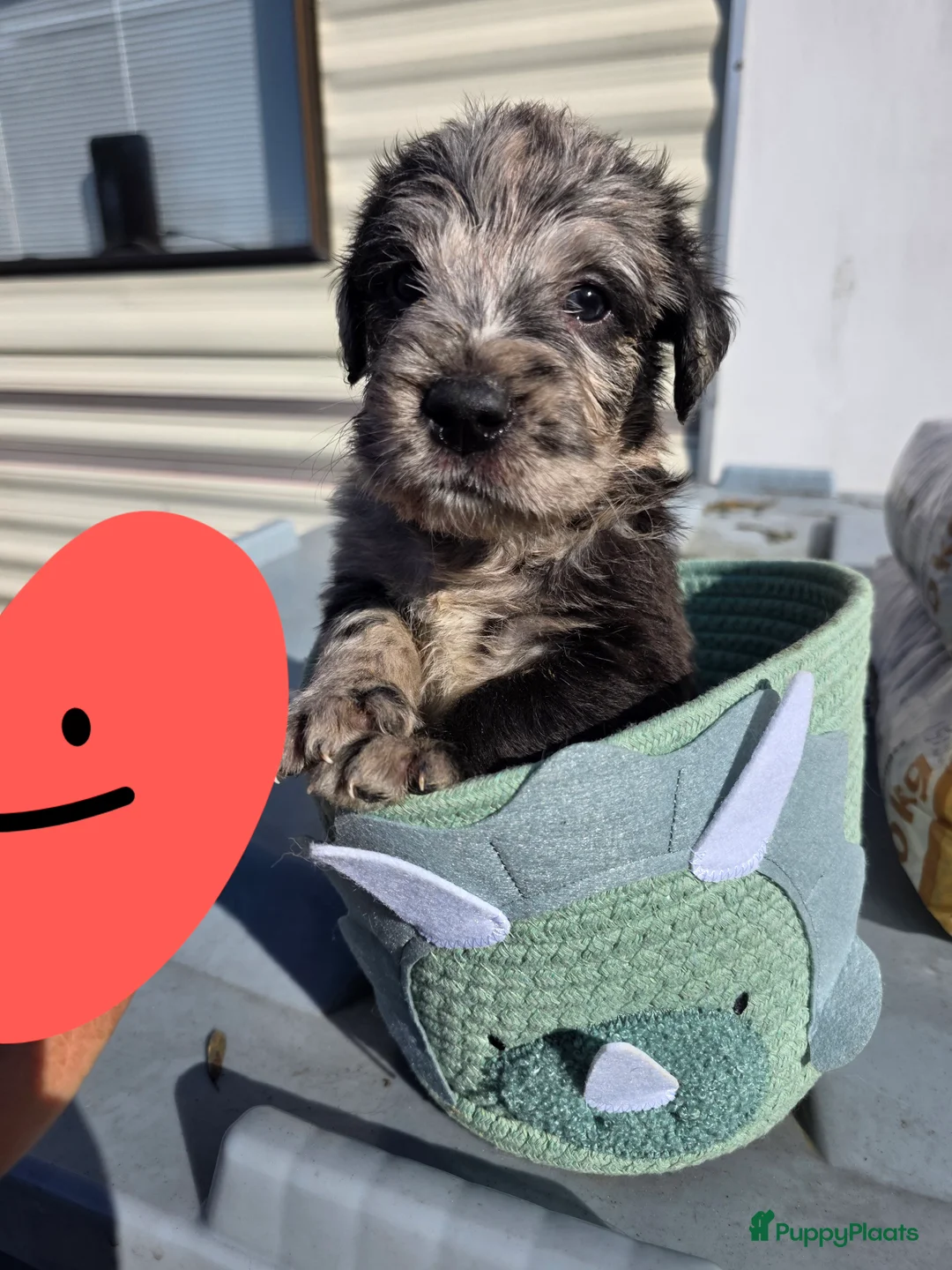 Labradoodle honden te koop: F1 Bluemerle teefje en reutje zoeken gouden mandje - Advertentie 1