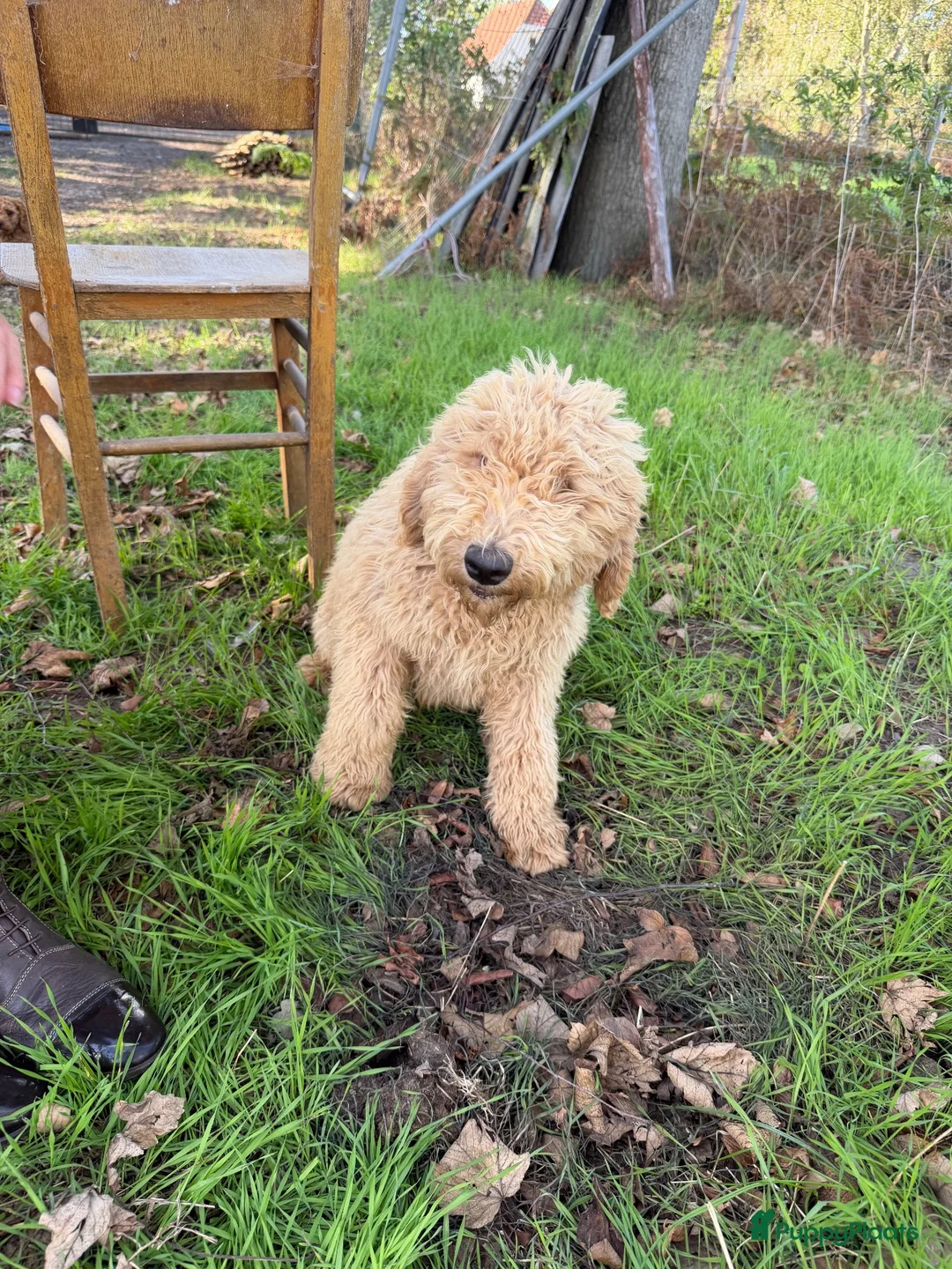 Labradoodle honden te koop: Mooie medium Labradoodle pups - Advertentie 2