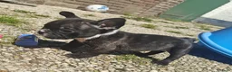 Franse Bulldog honden te koop: Franse bulldog pups uit geteste ouders.  in Zevenaar - Advertentie 7