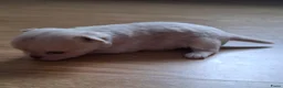 Chihuahua honden te koop: Mooi langharig chihuhmahua teefje - Advertentie 5