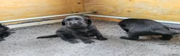 Labrador Retriever honden te koop: STAMBOOM ZWARTE FIELDTRIAL LABRADOR PUPS - Advertentie 6
