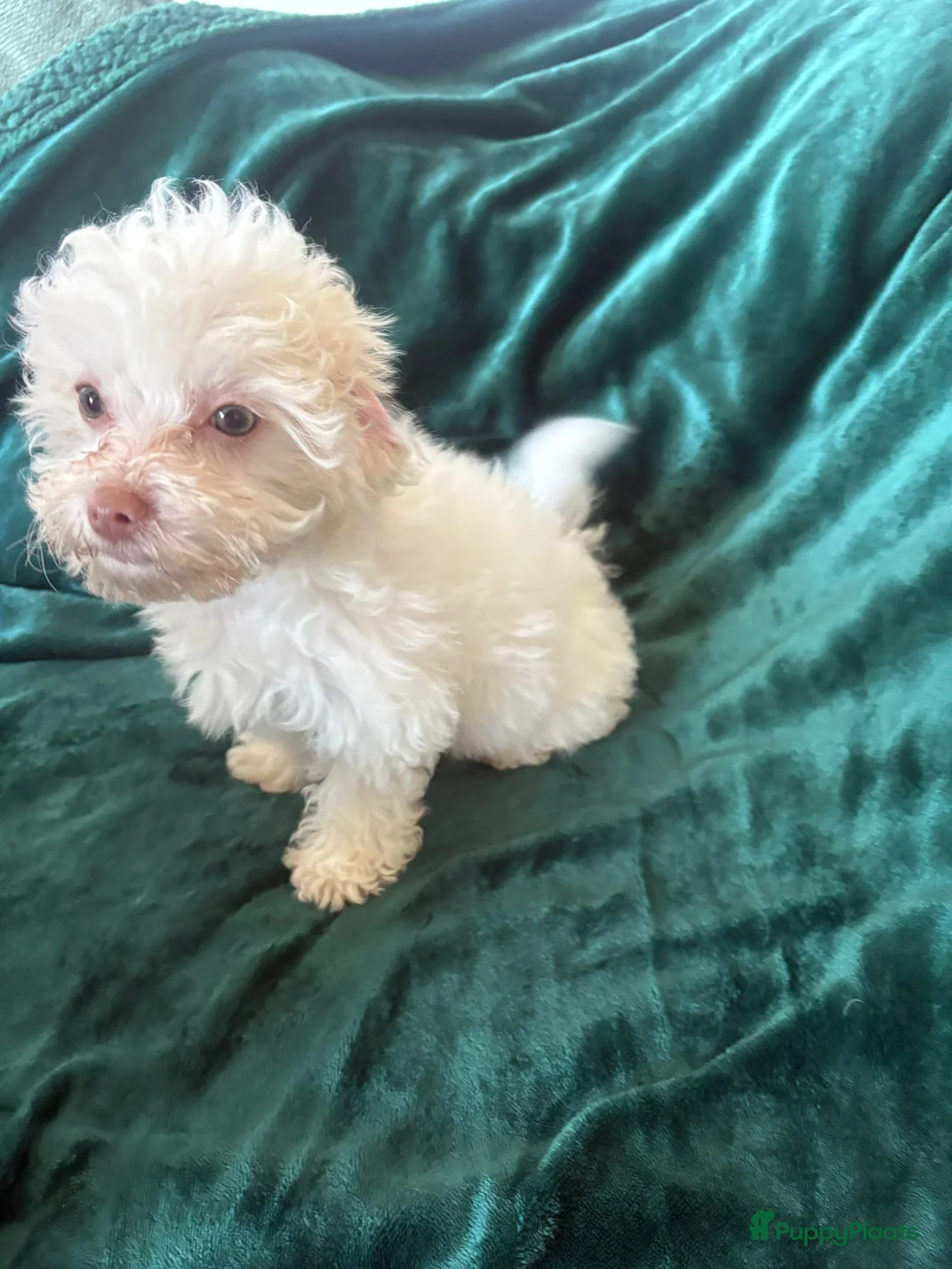 Poedel Toy honden te koop: Toypoedel zusjes toy poedel - Advertentie 7