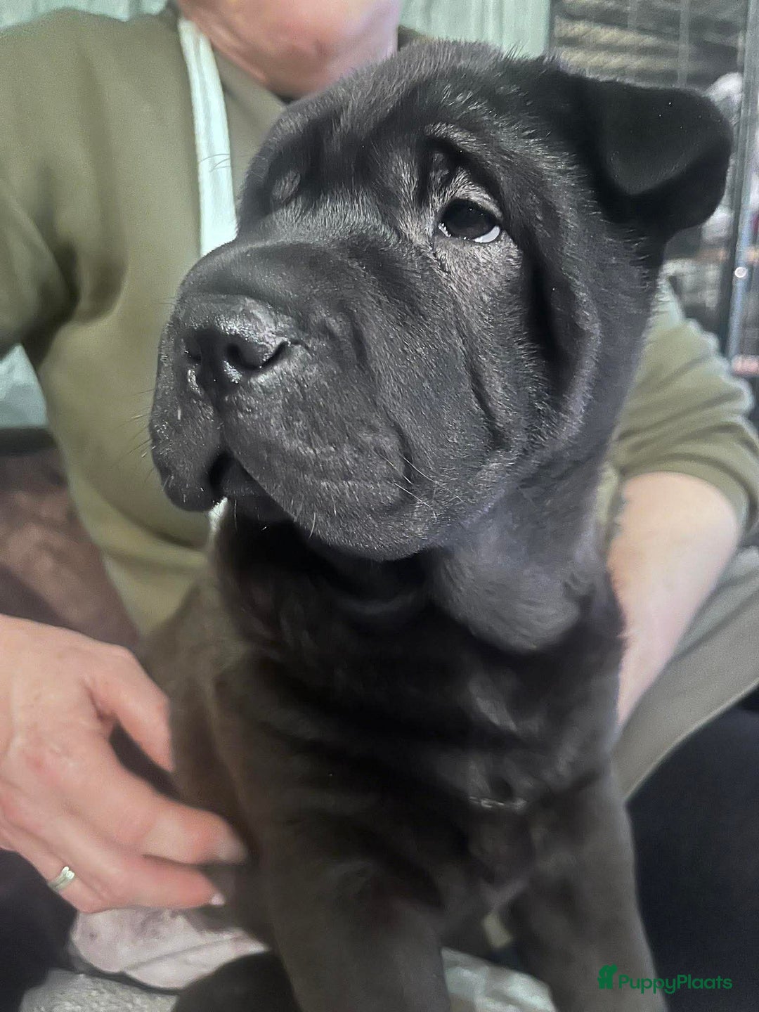 Shar Pei honden te koop: Sharpei - Advertentie 10