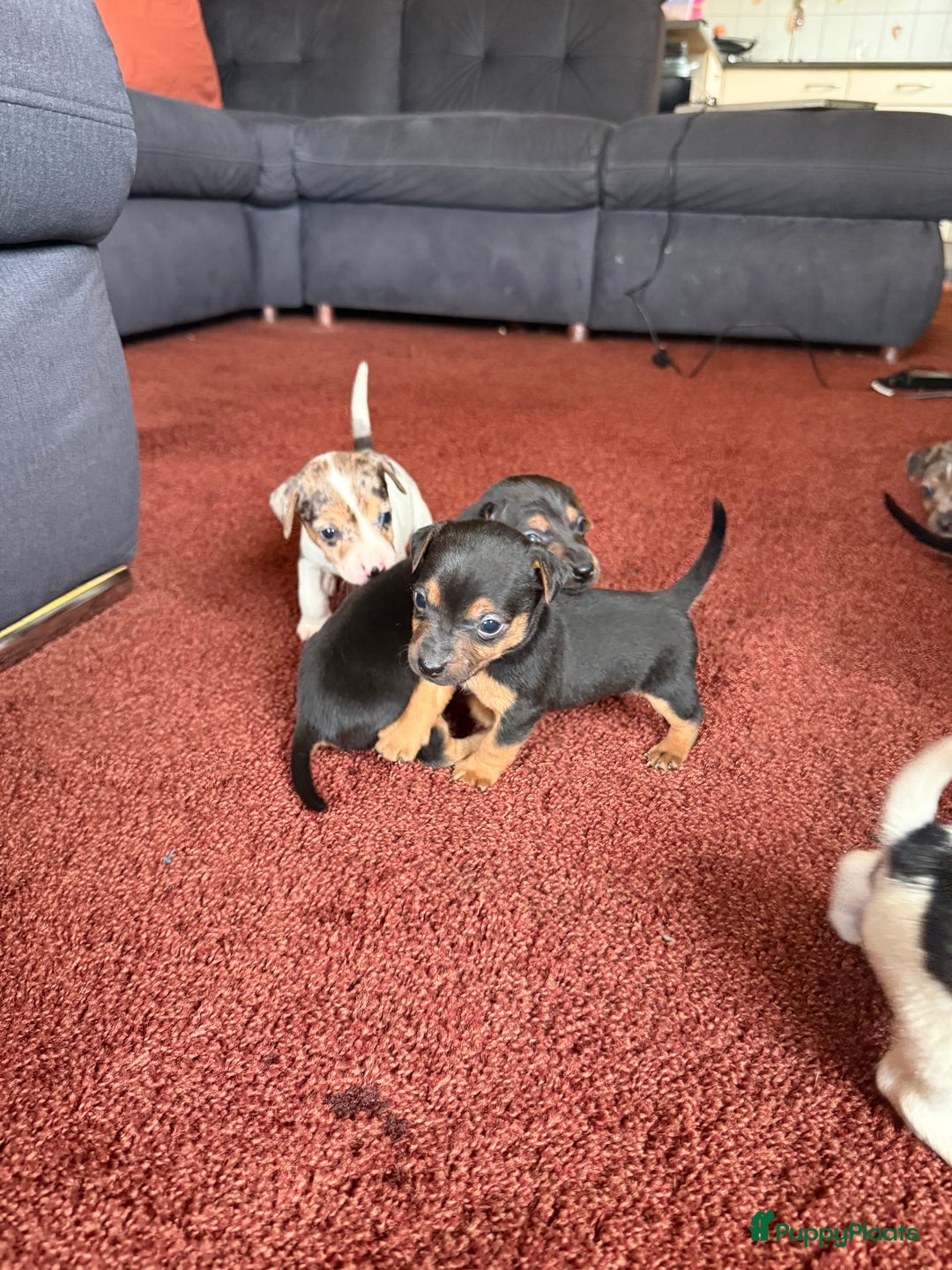 Jack Russel Terriër honden te koop: Jack russel pups - Advertentie 7