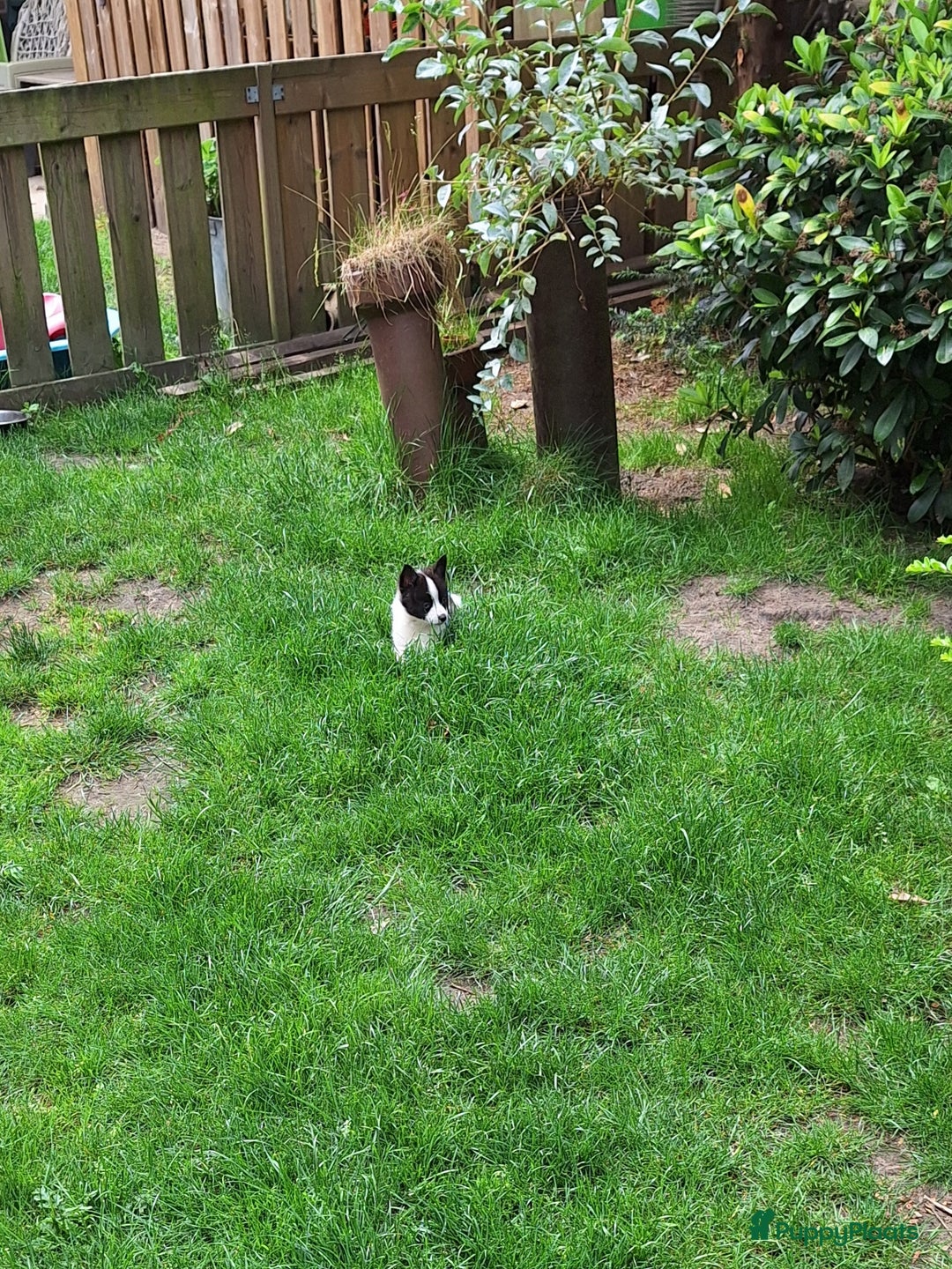 Pomsky honden te koop: Pomsky reutje Rocky  in Weert - Afbeelding 4