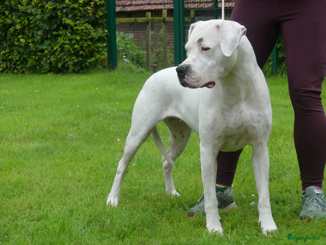 Dogo Argentino honden te koop: Dogo Argentino pups met VHD/FCI-certificering in Klazienaveen - Advertentie 8