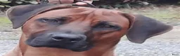 Rhodesian Ridgeback honden te koop: Rhodesian Ridgeback pups met stamboom  in Apeldoorn - Advertentie 21