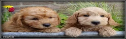 Maltipoo honden te koop: Maltipoo F1b pups - Advertentie 18