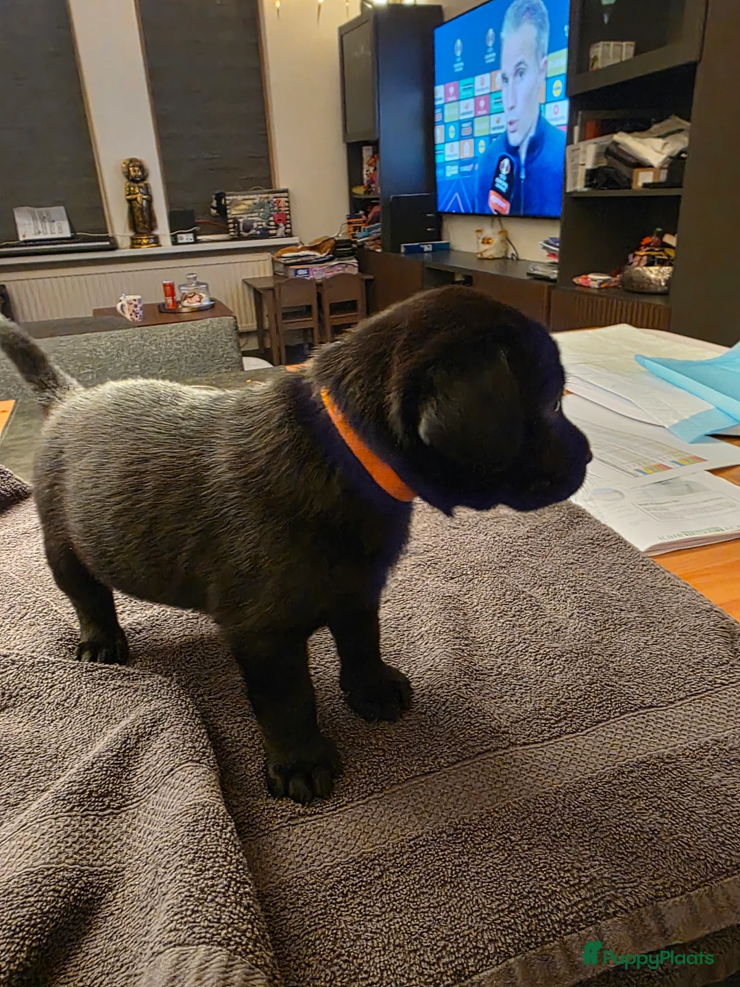 Labrador Retriever honden te koop: 6 mooie en lieve labradorpups - Advertentie 7