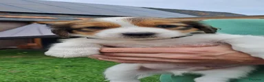 Kooikerhondje 5
