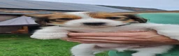 Kooikerhondje honden te koop: Kooiker pups met stamboom - Advertentie 10