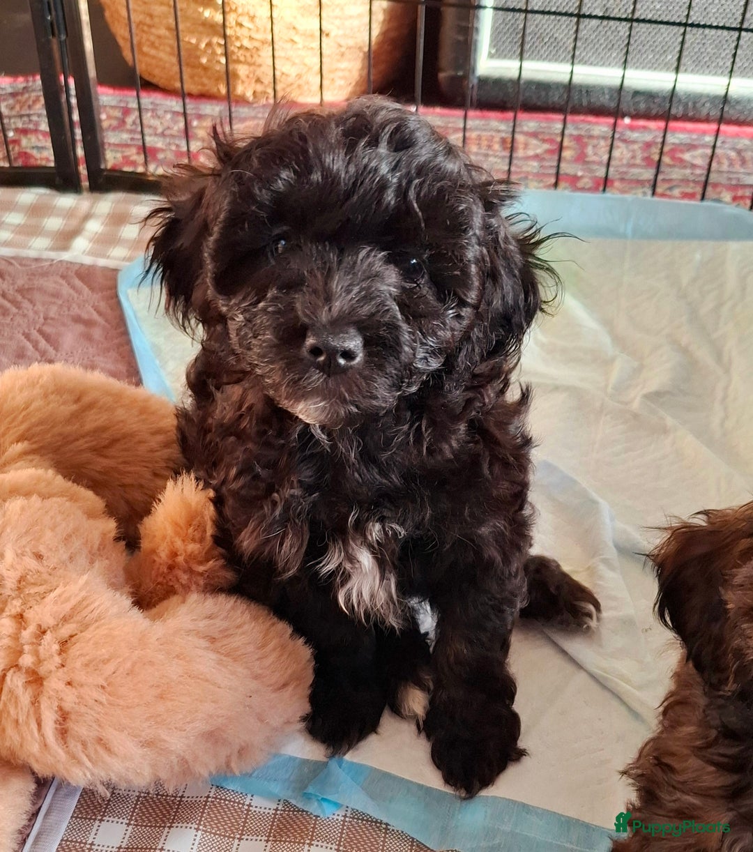 Maltipoo honden te koop: Maltipoo - Advertentie 12