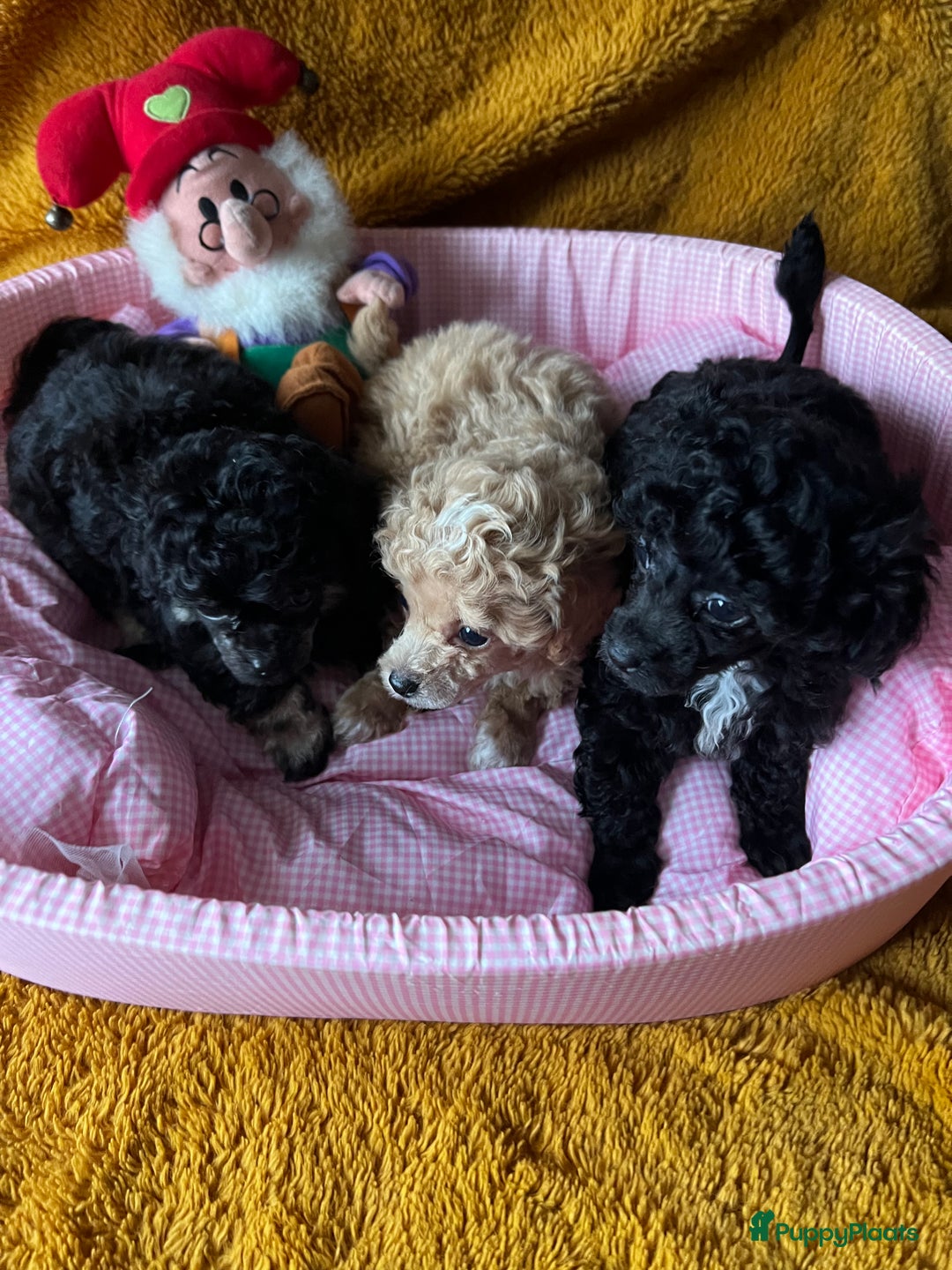 Poedel Toy honden te koop: Toy poedels  - Advertentie 7