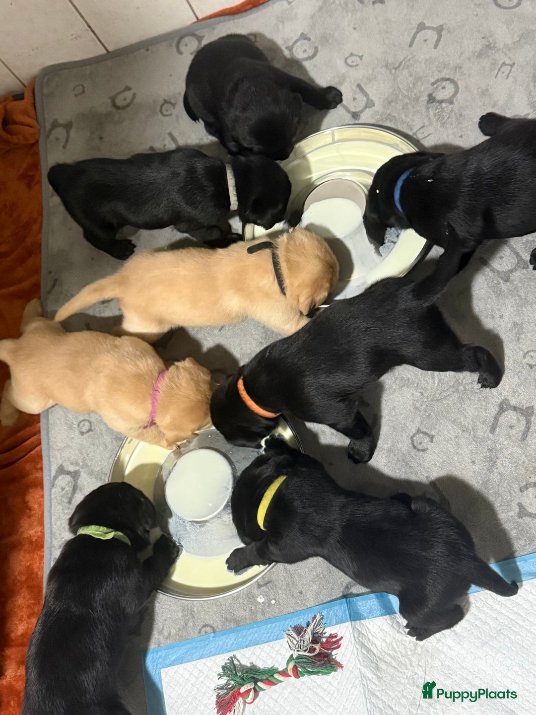 Labrador Retriever honden te koop: Labrador Retriever Pups - Advertentie 2
