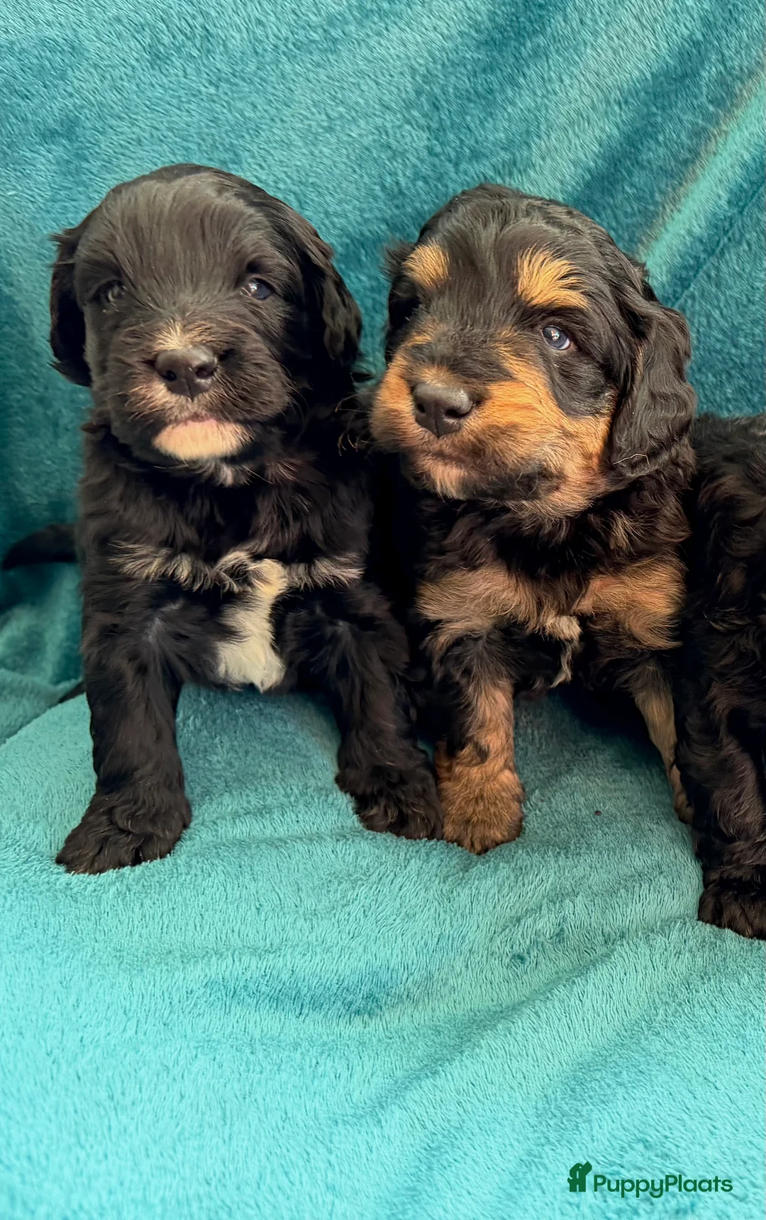 Bernedoodle honden te koop: Mini Bernedoodle pups te koop - Advertentie 7