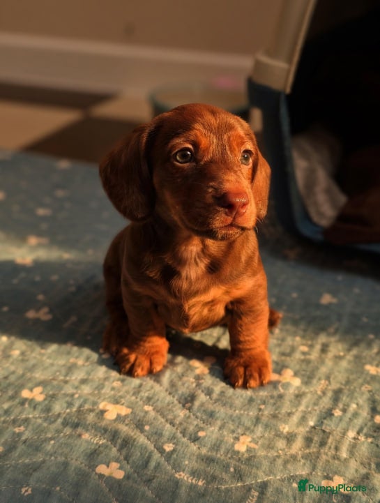 Teckel (korthaar)  honden Dwerg teckel pupjes - Advertentie 1