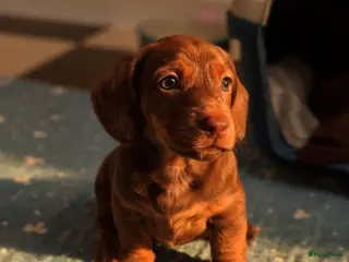 Teckel (korthaar) honden Dwerg teckel pupjes - Advertentie 1