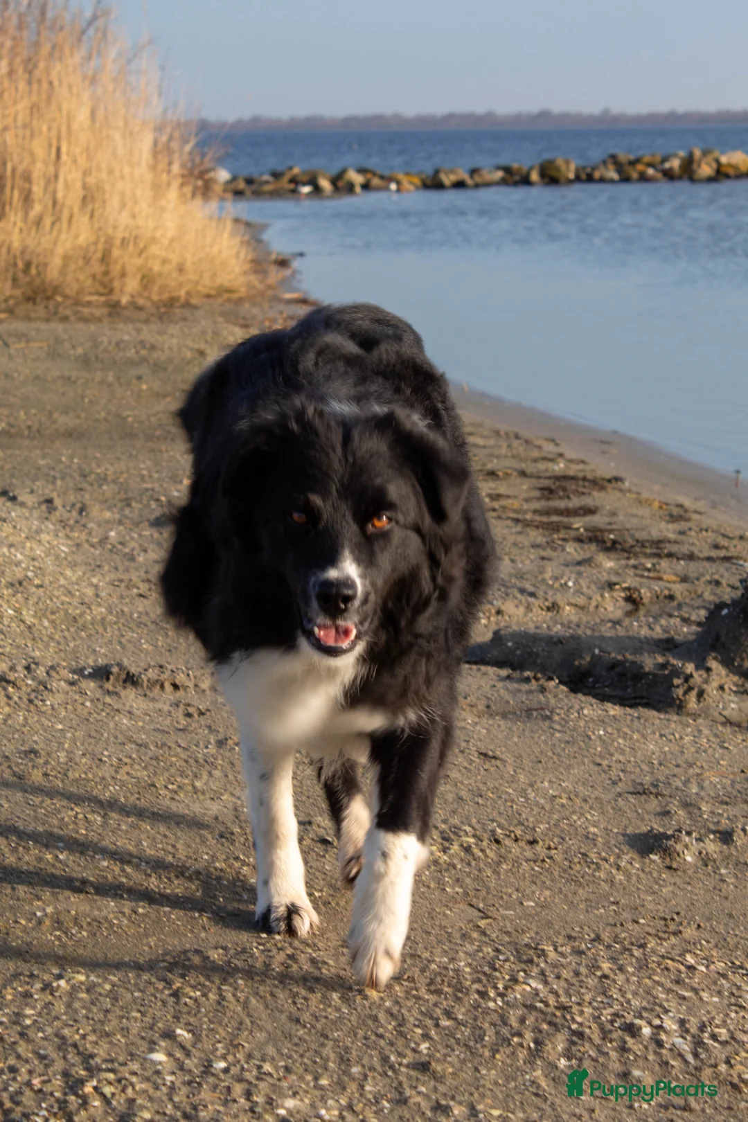 Australian Shepherd honden te koop: Australian shepherd pup zoekt 5** thuis - Advertentie 10