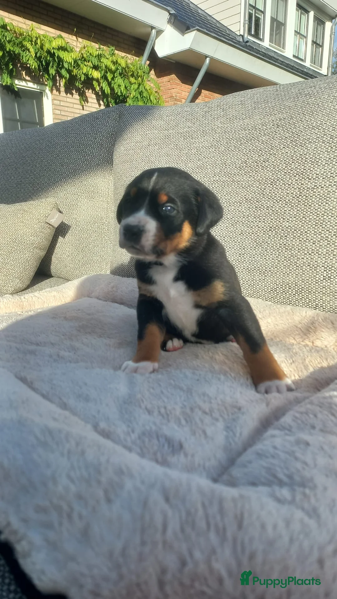 Grote Zwitserse Sennenhond honden te koop: Prachtige grote zwitserse sennenhond stamboek - Advertentie 2