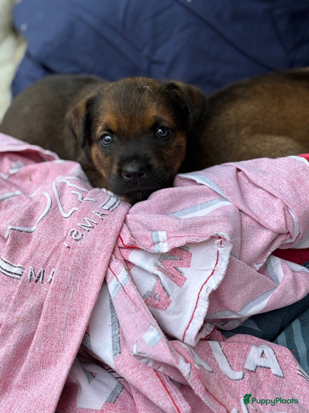 Kruising honden te koop: Mechelse herder & rotweiler - Advertentie 8