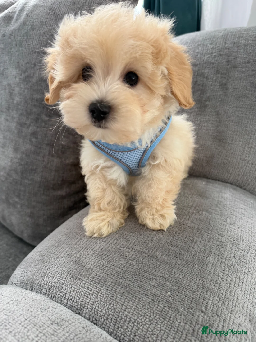 Maltipoo honden te koop: Mini maltipoo pups thuis geboren en grootgebracht - Advertentie 19