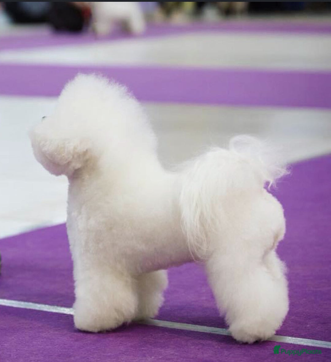 Galerij afbeelding {{count}}