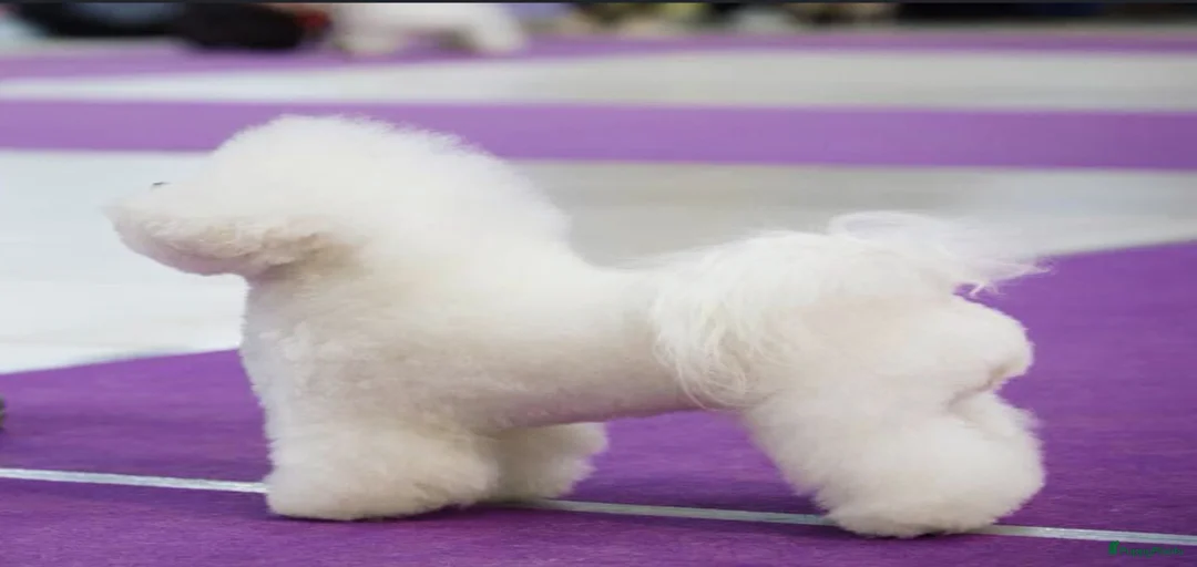 Galerij afbeelding {{count}}