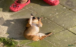 Chihuahua honden te koop: Chihuahua te koop in Almere - Afbeelding 5