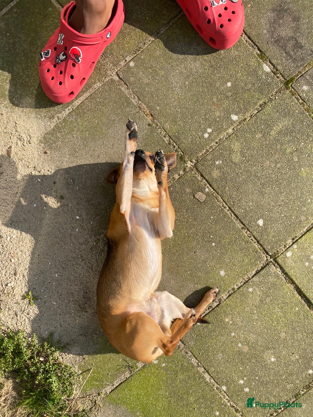Chihuahua honden te koop: Chihuahua te koop in Almere - Afbeelding 5