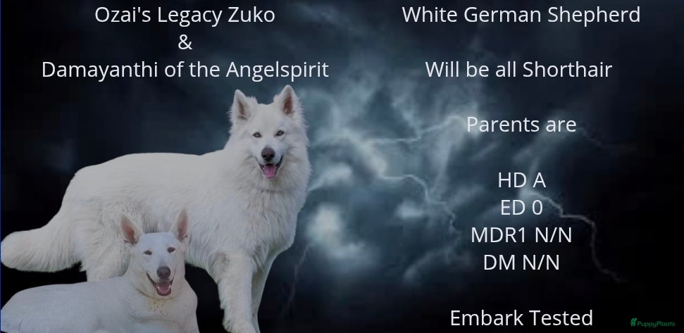 Duitse Herder honden Prachtige mooie witte Duitse Herder pups - Advertentie 1