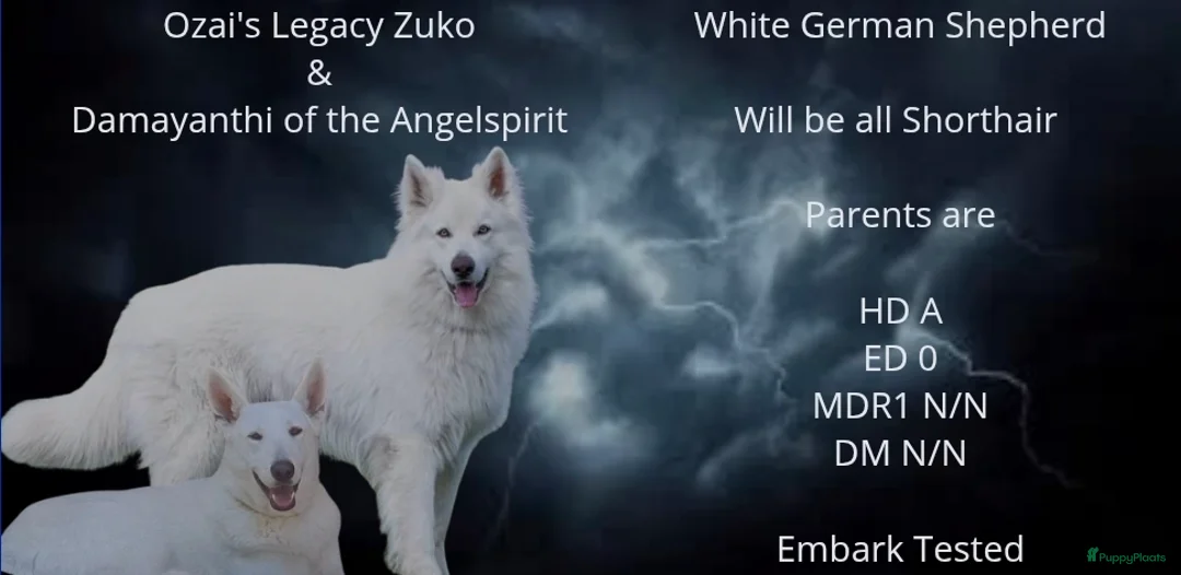 Duitse Herder honden te koop: Prachtige mooie witte Duitse Herder pups - Advertentie 1