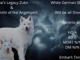 Duitse Herder honden Prachtige mooie witte Duitse Herder pups - Advertentie 1