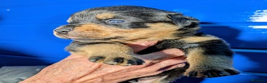 Rottweiler Puppy 5