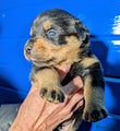 Rottweiler Puppy 5