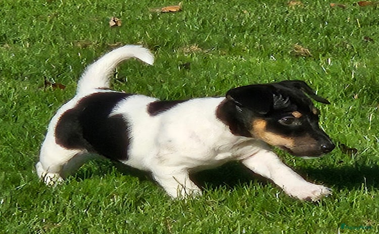 Jack Russel Terriër honden - Advertentie 6