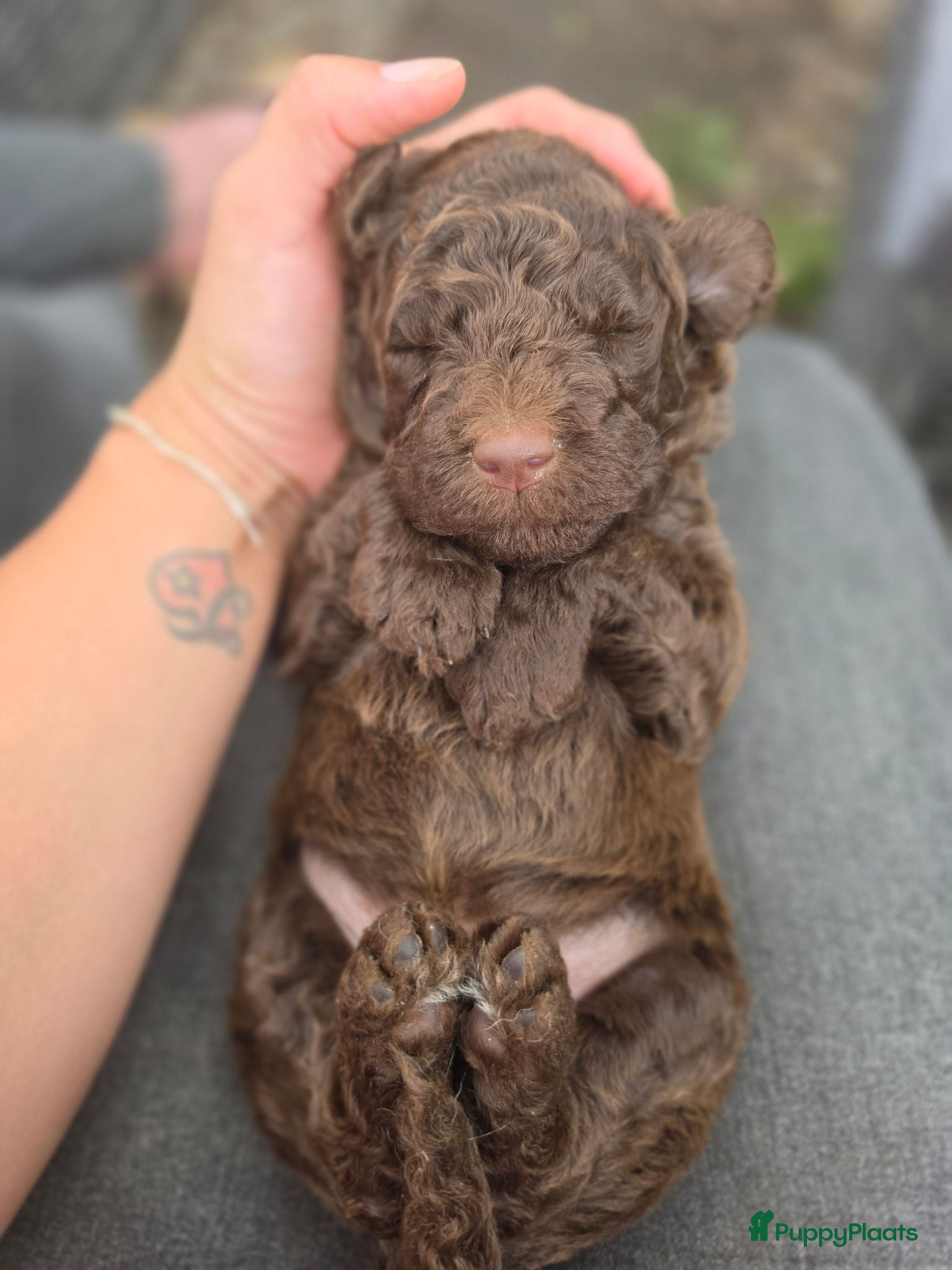 Labradoodle honden Super fijne multigen half Australian doodles🥰 - Advertentie 2