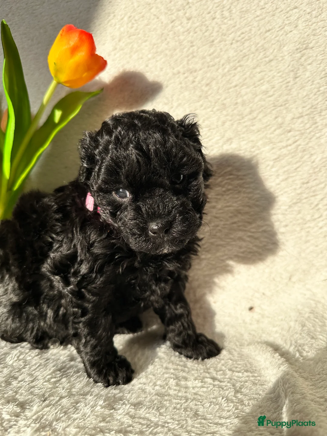 Poedel Toy honden te koop: Toypoedel pups (mini toypoedel) toypoodle puppy’s  - Advertentie 17