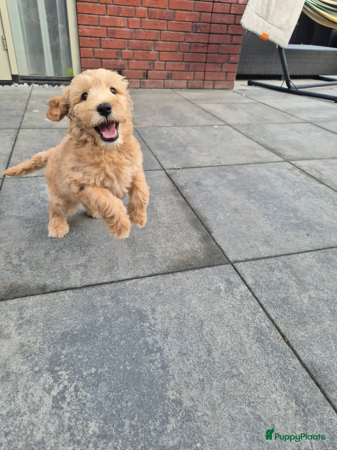 Australian Labradoodle honden te koop: Australian labradoodle met stamboom achtergrond  - Advertentie 5